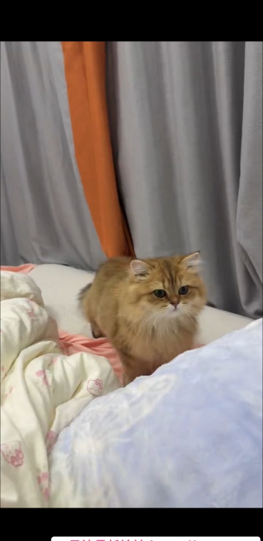 肥臀bbw 3